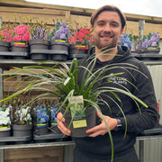 Carex oshimensis 'Irish Green' 2L / 3L -