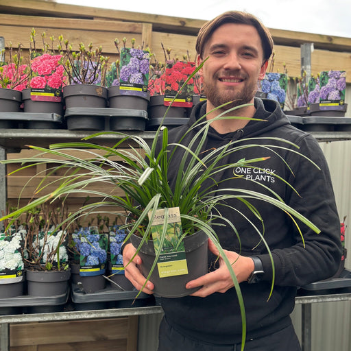 Carex oshimensis 'Irish Green' 2L / 3L -