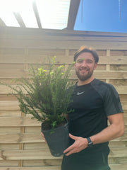 Yew Hedging - Taxus Baccata 9cm/2L -