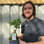 Ficus Ginseng 35-45cm -