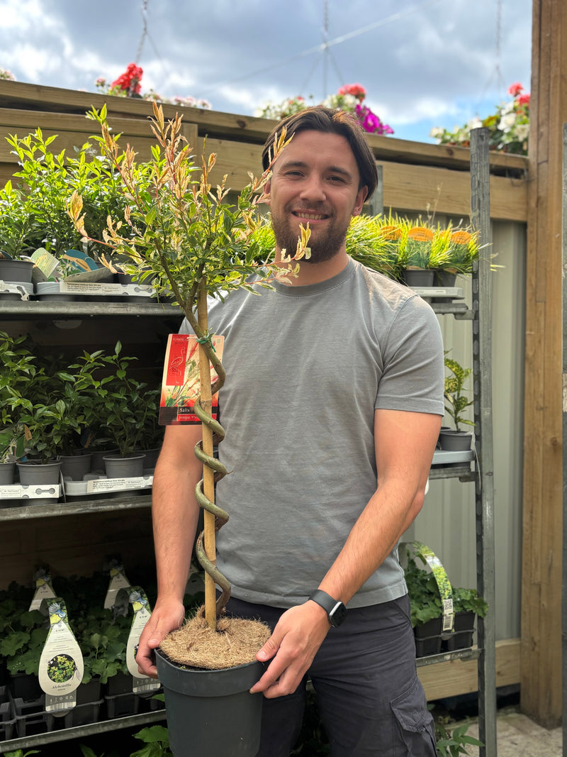 Salix intergra 'Hakuro - Nishiki' SPIRAL Flamingo Dwarf Willow Tree (80-90cm) -