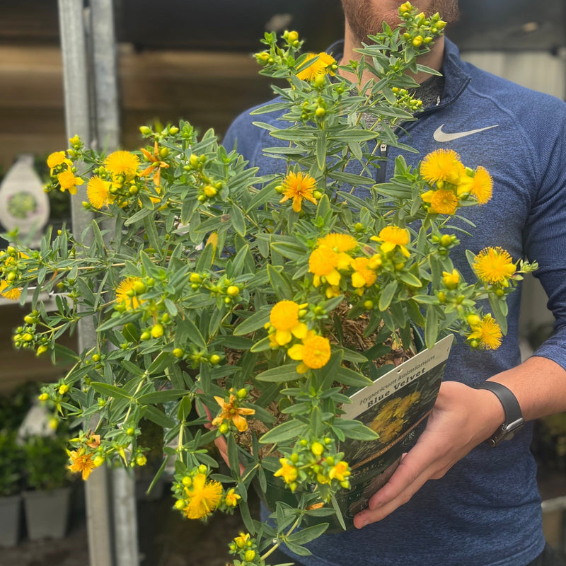 Hypericum kalmianum 'Blue Velvet' 3.5L -