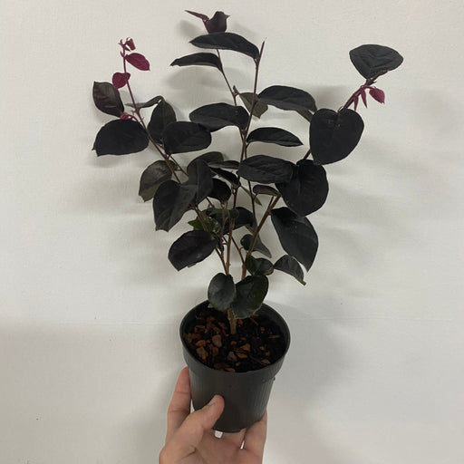 Loropetalum Chinese Pipas Red 9cm -