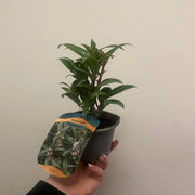 Sarcococca hookeriana 'Winter Gem' 9cm / 2L -