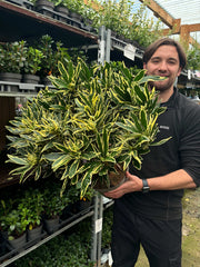 Rhododendron ponticum ‘Variegata’ 5L -