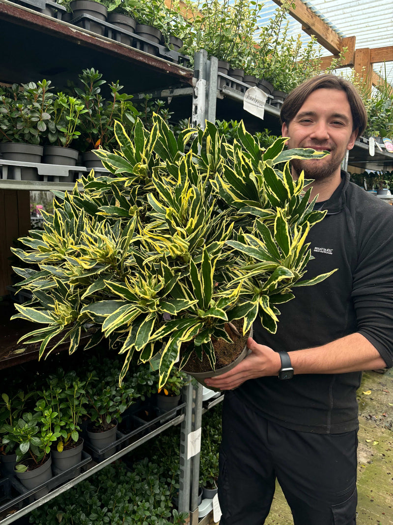 Rhododendron ponticum ‘Variegata’ 5L -