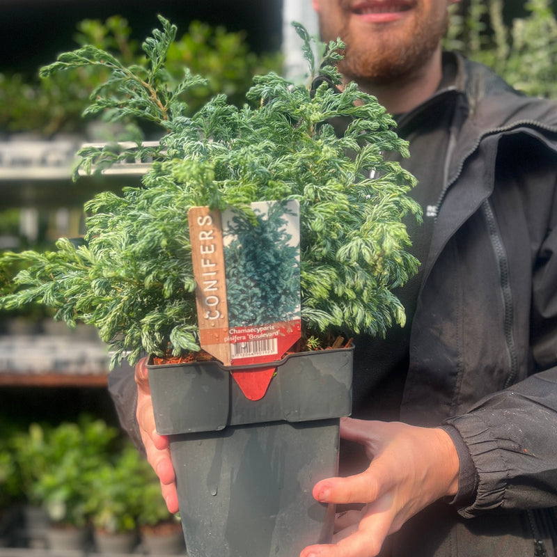 Chamaecyparis pisifera 'Boulevard' 2L -