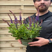 Salvia nemorasa 'Ostfriesland' Blue 9cm / 2L -