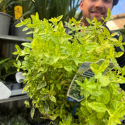 Euonymus fortunei 'Golden Harlequin' 5L -