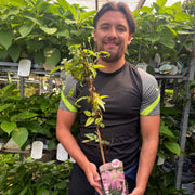 Clematis'comtesse de bouchad' 60cm -