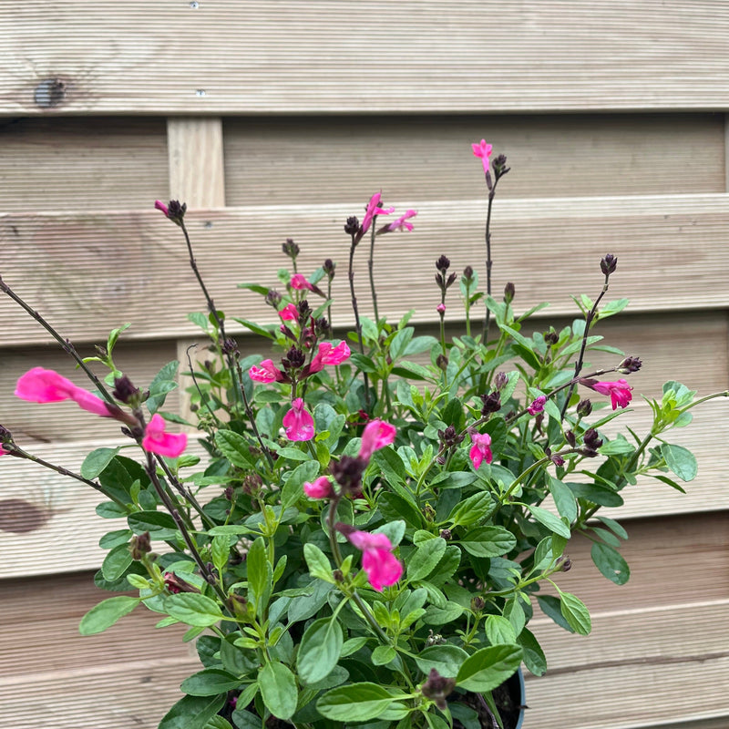 Salvia greggii Pink 2L -