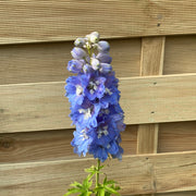 Delphinium 'Magic Fountain Sky Blue' 9cm -