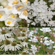 4 x White Flowering Perennials – 9cm Pots -