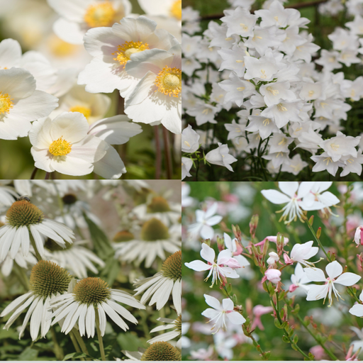 4 x White Flowering Perennials – 9cm Pots -