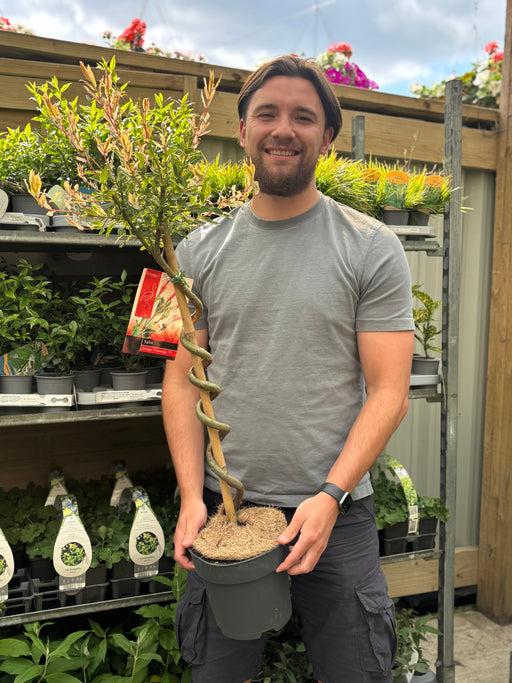 Salix intergra 'Hakuro - Nishiki' SPIRAL Flamingo Dwarf Willow Tree (80-90cm) -