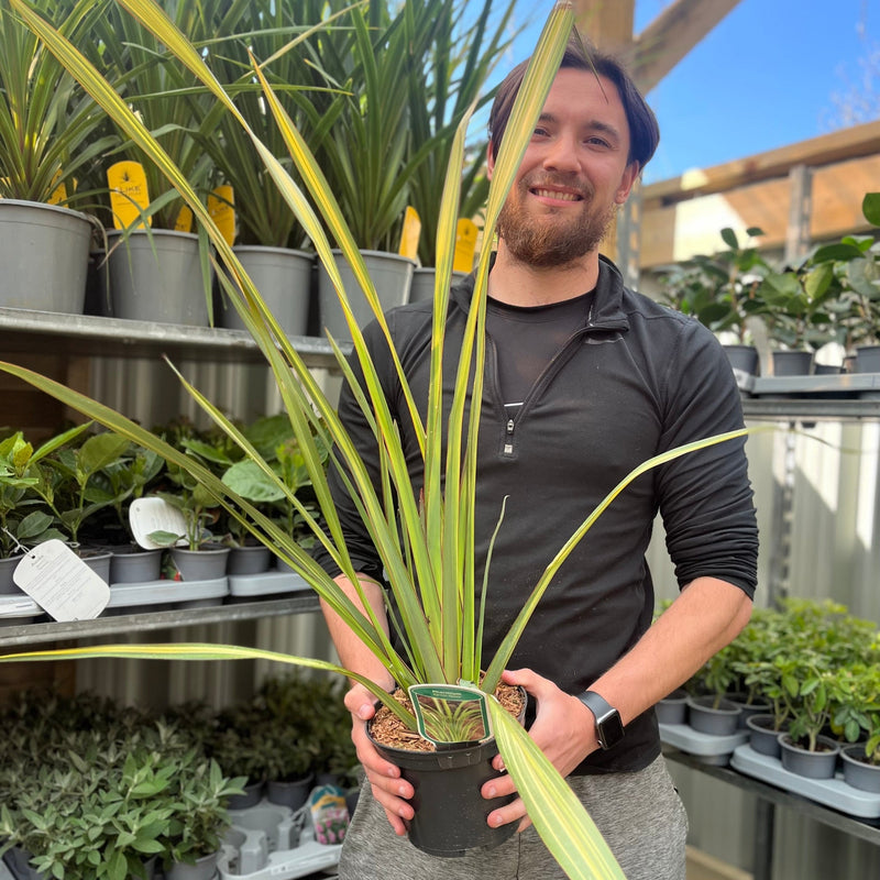 Phormium 'Apricot Queen' 2L (50-60cm inc. pot) -