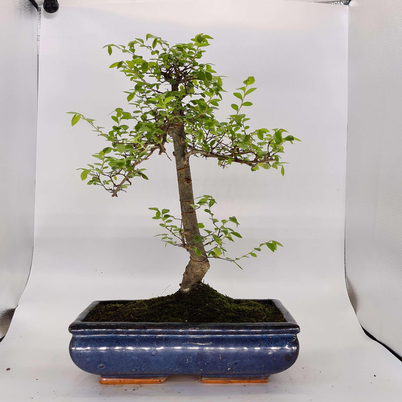 Chinese Elm (Ulmus Parvifolia) Bonsai Tree | Shaped | In 30cm Pot