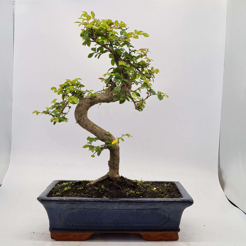 Chinese Elm (Ulmus Parvifolia) Bonsai Tree | Shaped | In 30cm Pot