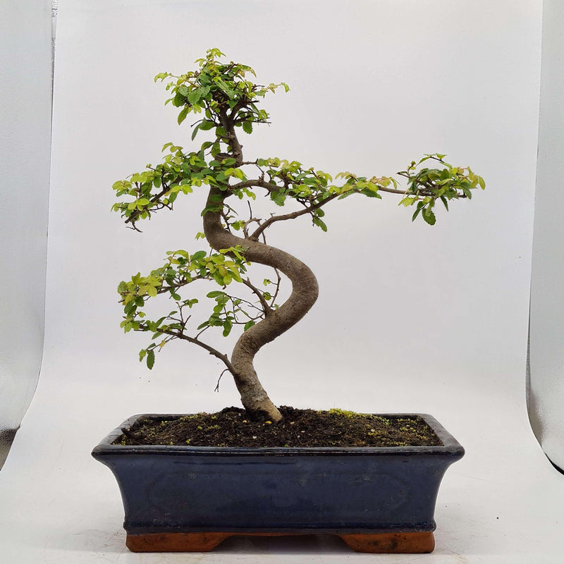 Chinese Elm (Ulmus Parvifolia) Bonsai Tree | Shaped | In 30cm Pot