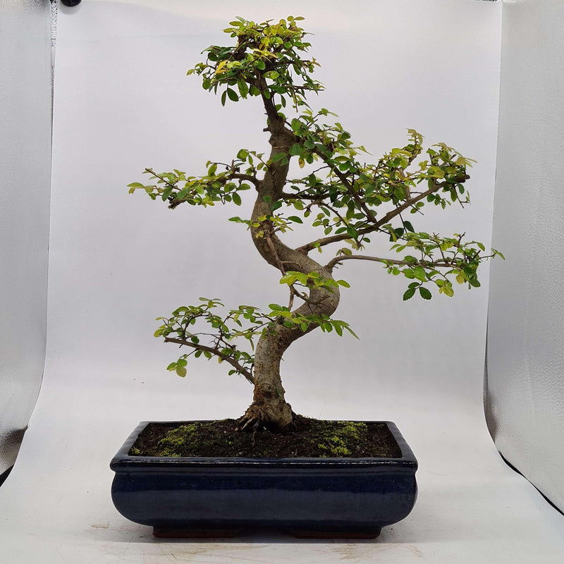 Chinese Elm (Ulmus Parvifolia) Bonsai Tree | Shaped | In 30cm Pot