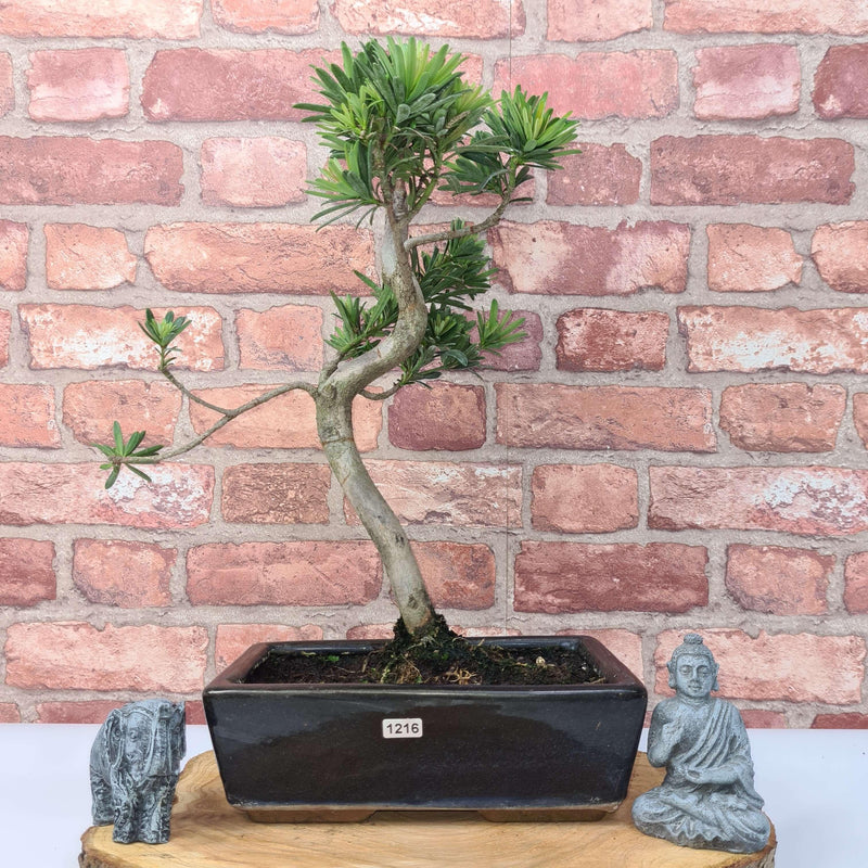 Buddhist Pine (Podocarpus Micro) Bonsai Tree | Shaped | In 30cm Pot