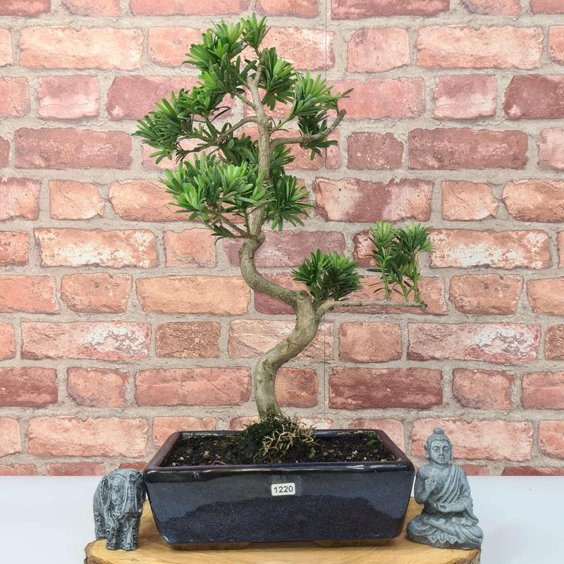 Buddhist Pine (Podocarpus Micro) Bonsai Tree | Shaped | In 30cm Pot