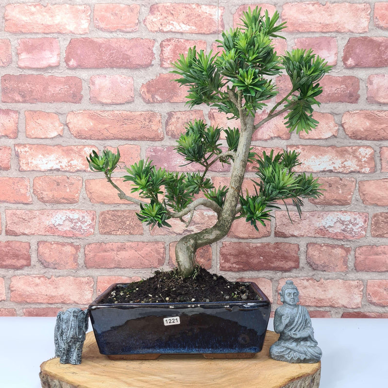 Buddhist Pine (Podocarpus Micro) Bonsai Tree | Shaped | In 25cm Pot