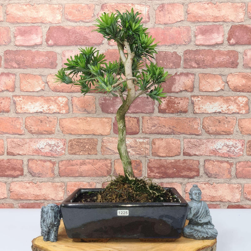 Buddhist Pine (Podocarpus Micro) Bonsai Tree | Shaped | In 25cm Pot