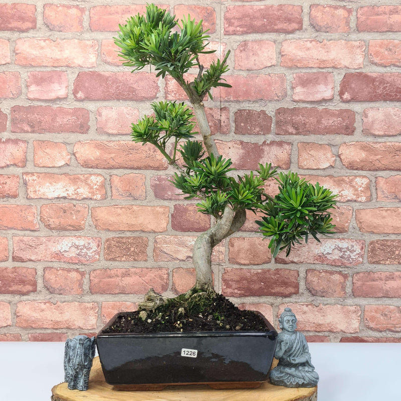 Buddhist Pine (Podocarpus Micro) Bonsai Tree | Shaped | In 25cm Pot