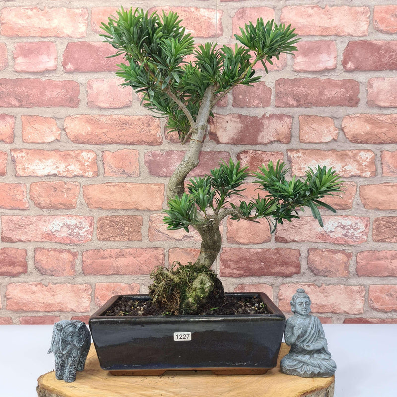 Buddhist Pine (Podocarpus Micro) Bonsai Tree | Shaped | In 30cm Pot