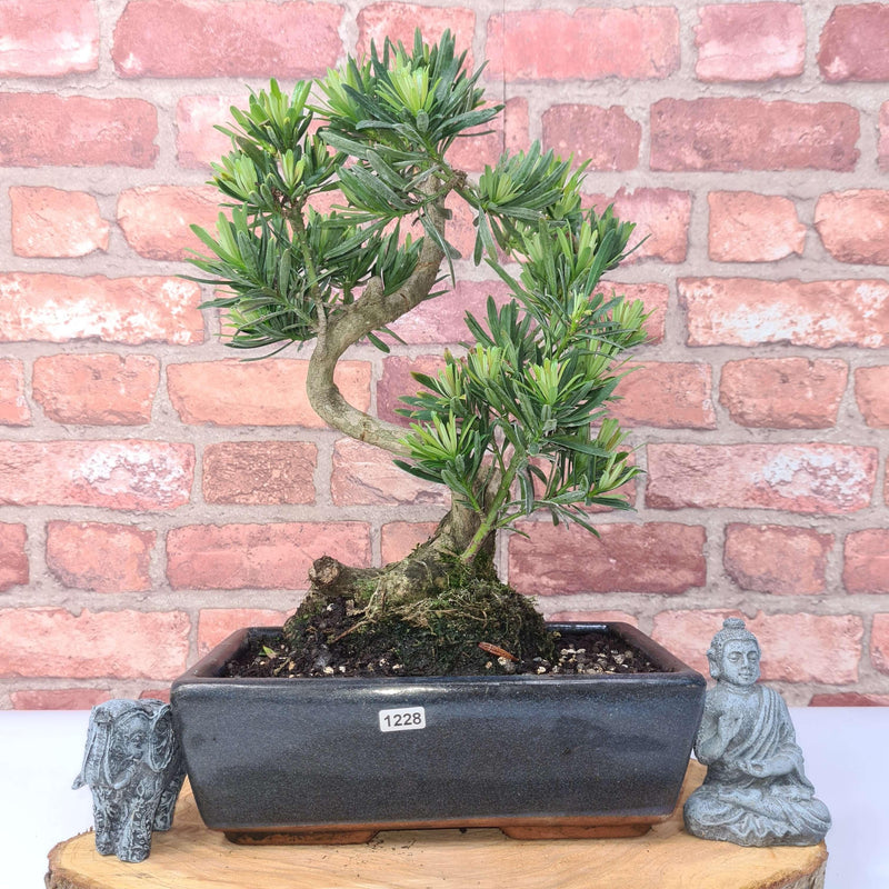 Buddhist Pine (Podocarpus Micro) Bonsai Tree | Shaped | In 30cm Pot