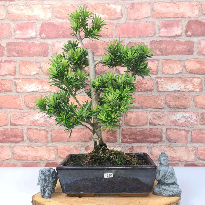 Buddhist Pine (Podocarpus Micro) Bonsai Tree | Shaped | In 30cm Pot