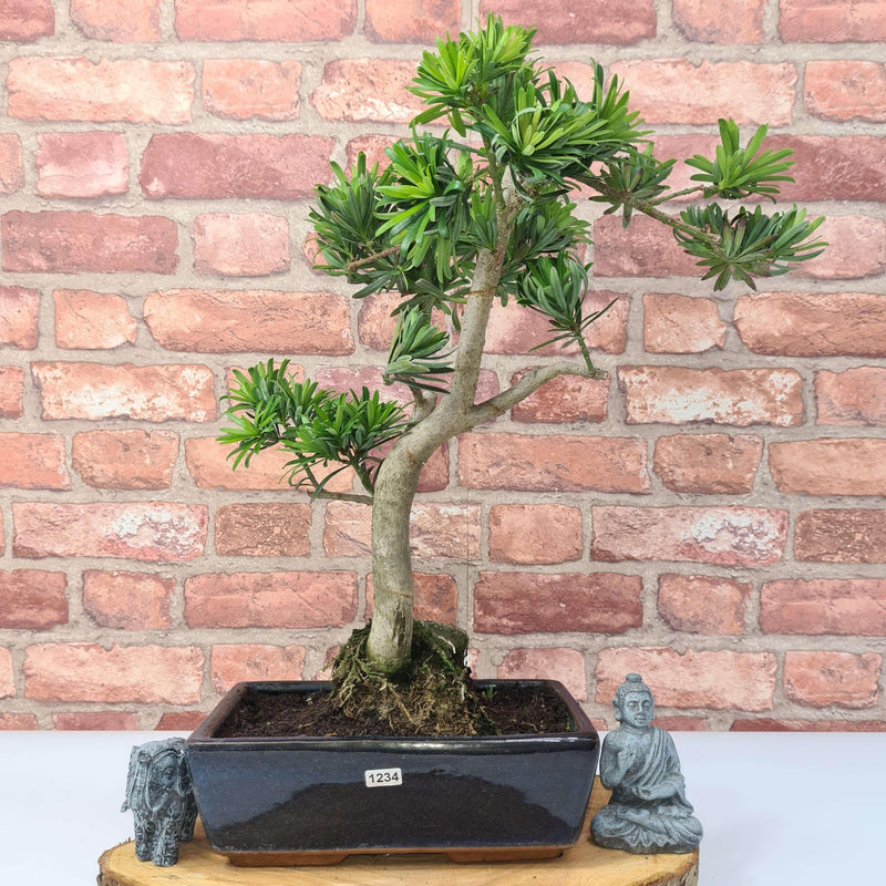 Buddhist Pine (Podocarpus Micro) Bonsai Tree | Shaped | In 30cm Pot