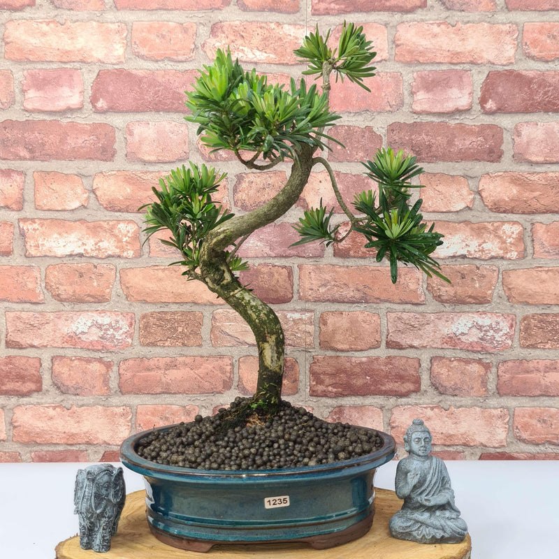 Buddhist Pine (Podocarpus Micro) Bonsai Tree | Shaped | In 25cm Pot