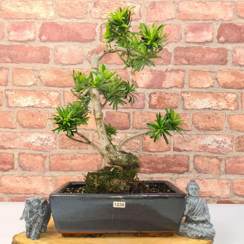 Buddhist Pine (Podocarpus Micro) Bonsai Tree | Shaped | In 25cm Pot