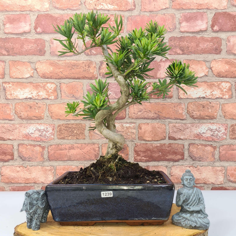 Buddhist Pine (Podocarpus Micro) Bonsai Tree | Shaped | In 25cm Pot