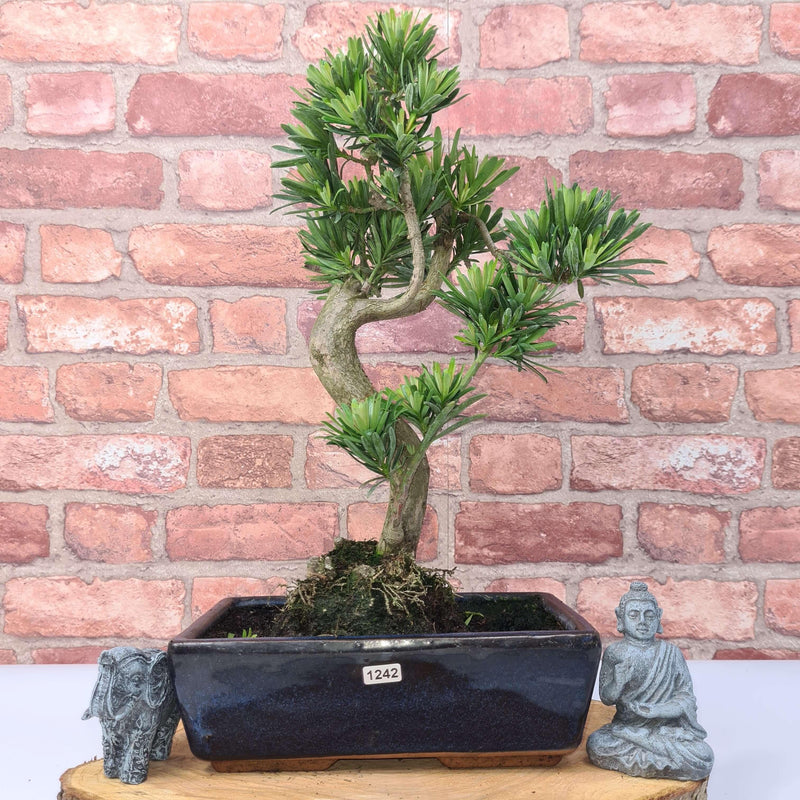 Buddhist Pine (Podocarpus Micro) Bonsai Tree | Shaped | In 25cm Pot