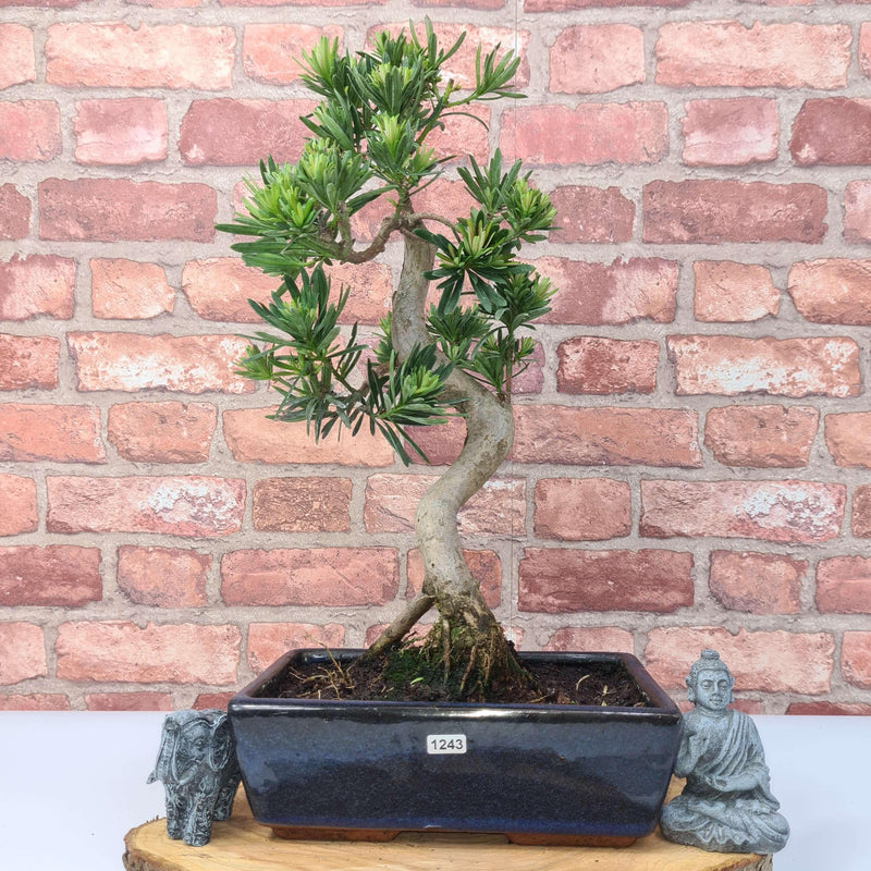 Buddhist Pine (Podocarpus Micro) Bonsai Tree | Shaped | In 25cm Pot