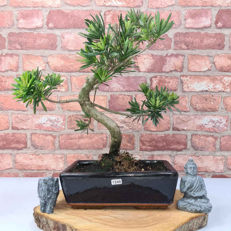 Buddhist Pine (Podocarpus Micro) Bonsai Tree | Shaped | In 30cm Pot