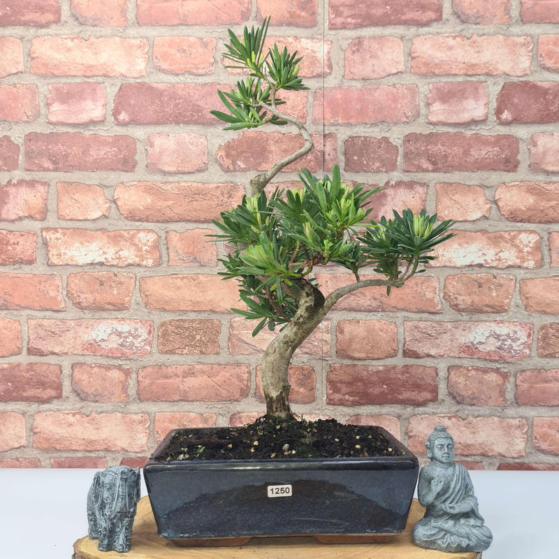 Buddhist Pine (Podocarpus Micro) Bonsai Tree | Shaped | In 25cm Pot