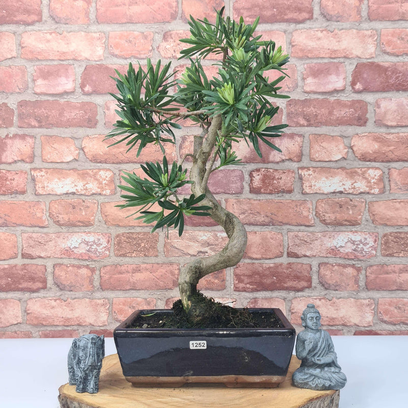 Buddhist Pine (Podocarpus Micro) Bonsai Tree | Shaped | In 30cm Pot