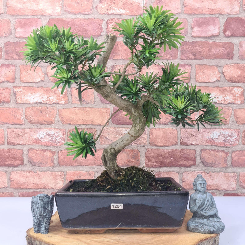 Buddhist Pine (Podocarpus Micro) Bonsai Tree | Shaped | In 30cm Pot