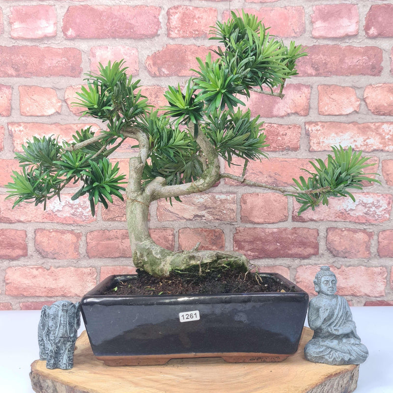 Buddhist Pine (Podocarpus Micro) Bonsai Tree | Shaped | In 30cm Pot