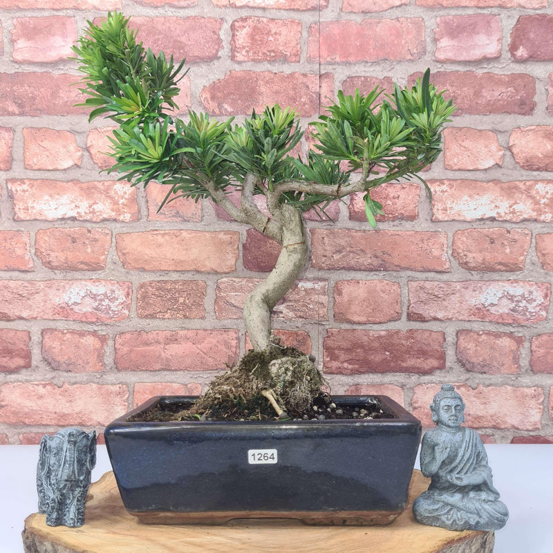 Buddhist Pine (Podocarpus Micro) Bonsai Tree | Shaped | In 30cm Pot