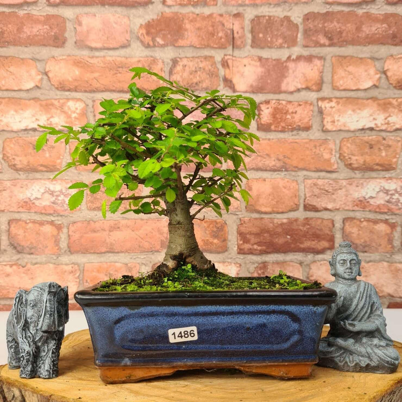 Chinese Elm (Ulmus Parvifolia) Bonsai Tree | Broom | In 20cm Pot
