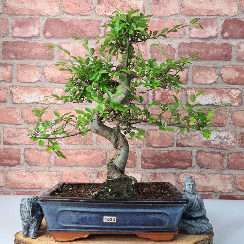Chinese Elm (Ulmus Parvifolia) Bonsai Tree | Shaped | In 25cm Pot