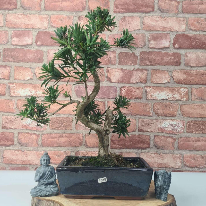Buddhist Pine (Podocarpus Micro) Bonsai Tree | Shaped | In 25cm Pot