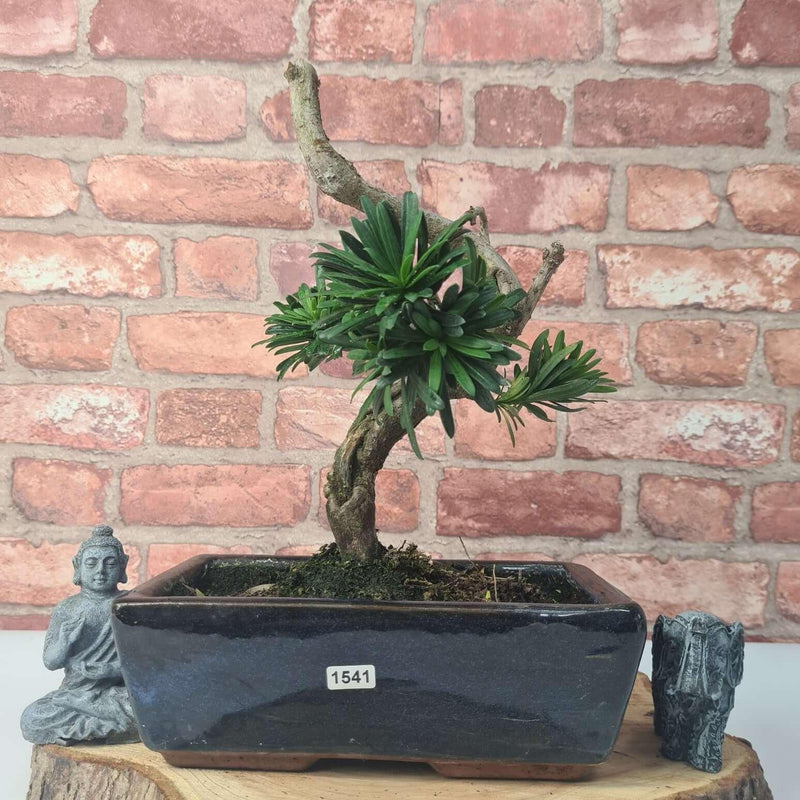 Buddhist Pine (Podocarpus Micro) Bonsai Tree | Shaped | In 25cm Pot
