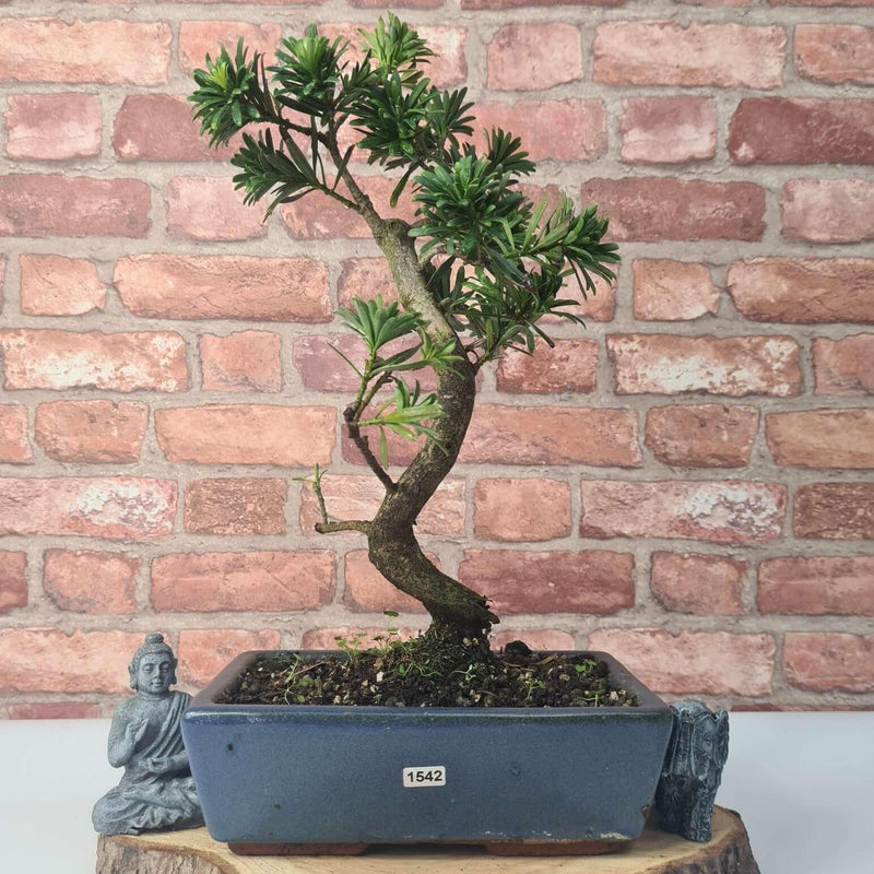 Buddhist Pine (Podocarpus Micro) Bonsai Tree | Shaped | In 25cm Pot