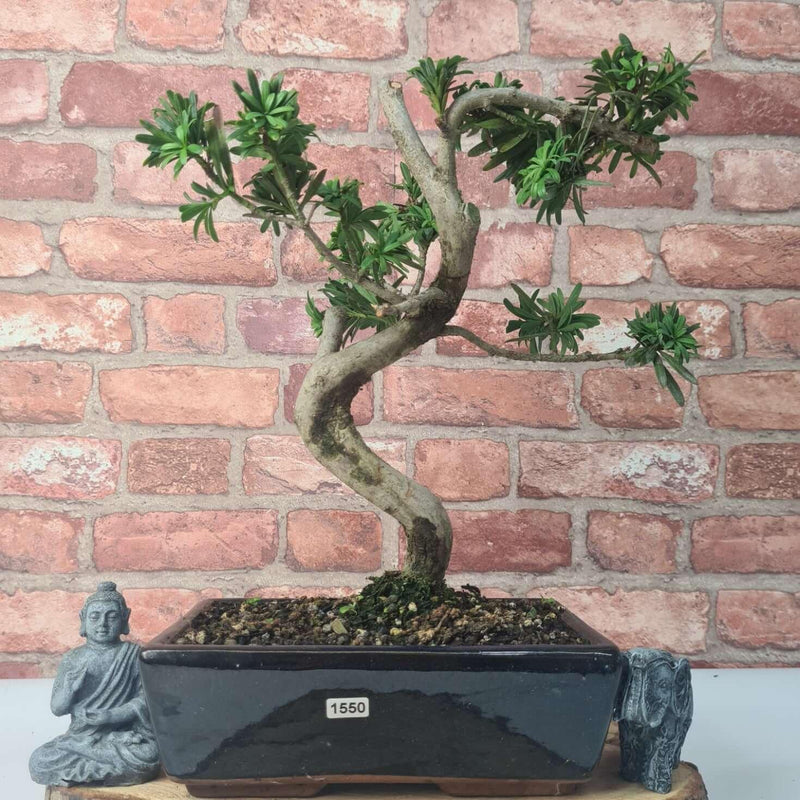 Buddhist Pine (Podocarpus Micro) Bonsai Tree | Shaped | In 30cm Pot